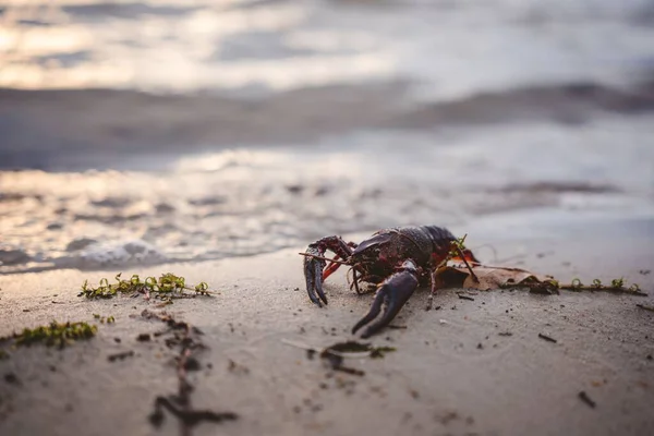Crayfish Wet Sandy Beach Blur Background — Stock Photo, Image