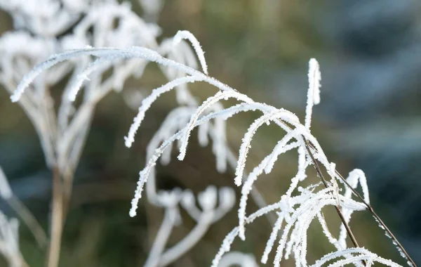 Wiltshire Ngiltere Deki Kış Çayır Bitkilerinde Oluşturulan Buzlar Buzlar Yakından — Stok fotoğraf