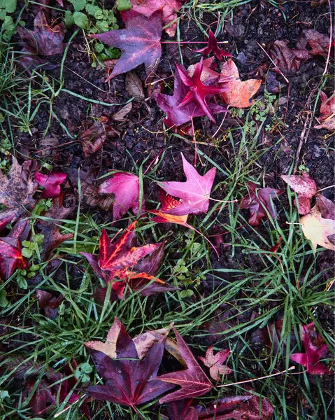 Eine Nahaufnahme Von Herabgefallenen Süßgummiblättern Auf Einem Boden — Stockfoto