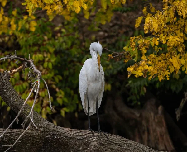 Closeup Egret Grande Oriental Branco Empoleirado Uma Árvore Uma Floresta — Fotografia de Stock