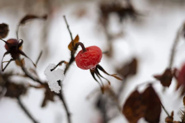 Ένα Κοντινό Πλάνο Ενός Άγριου Τριαντάφυλλου Καλυμμένου Χιόνι Χειμώνα — Φωτογραφία Αρχείου
