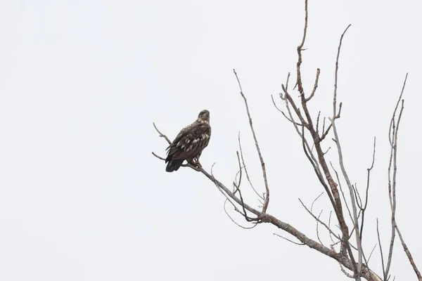 Águila Calva Juvenil Encaramado Una Rama —  Fotos de Stock