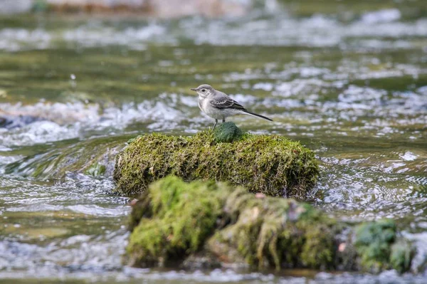 Uma Visão Diurna Pássaro Wagtail Estabeleceu Musgo Lago — Fotografia de Stock