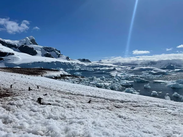 Die Pinguine Der Verschneiten Küste Des Ozeans Der Antarktis — Stockfoto