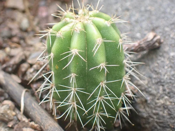 Zbliżenie Kaktusa Niewyraźne Tło — Zdjęcie stockowe