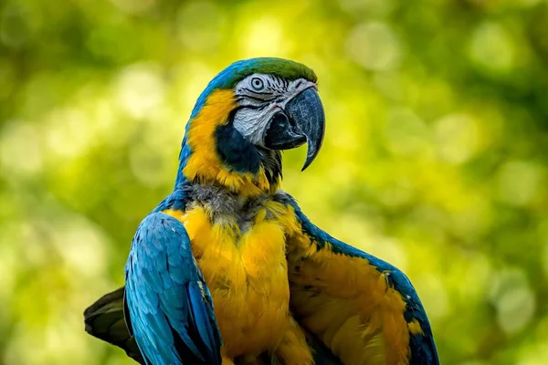 Крупный План Синего Желтого Красочного Попугая Ара Запечатленного Размытом Фоне — стоковое фото