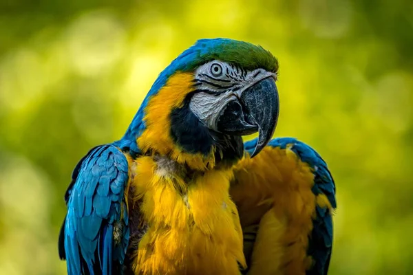 Mavi Sarı Renkli Bir Papağanın Yakın Plan Görüntüsü Bulanık Bir — Stok fotoğraf
