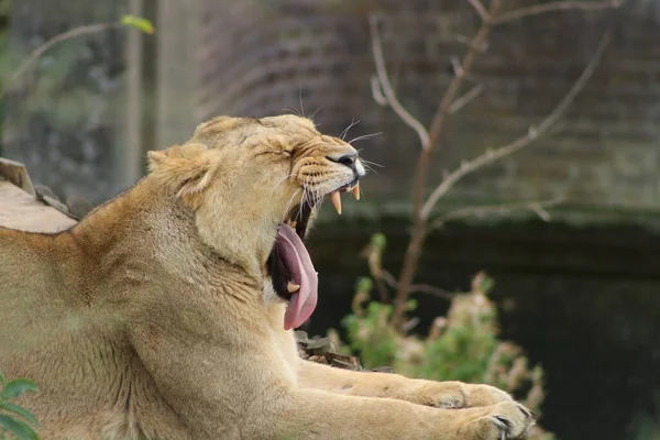 Une Grande Femelle Bâillant Lion Reposant Dans Une Cage Zoo — Photo