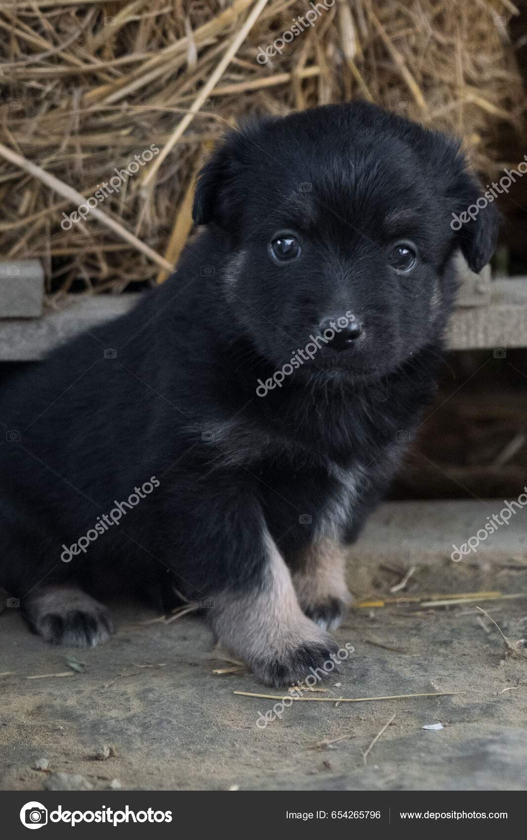 Cute Black German Shepherd Puppies Cute Little German Shepherd