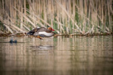Hollanda 'da sakin bir göle inen kırmızı ibikli pochard ördeği.