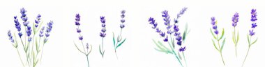 Beyaz arka planda izole edilmiş 4 lavanta çiçeğinden oluşan panoramik bir kolaj.