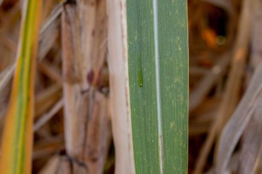 Bitki yaprağının üzerindeki bir damla suyun yakın çekim görüntüsü.