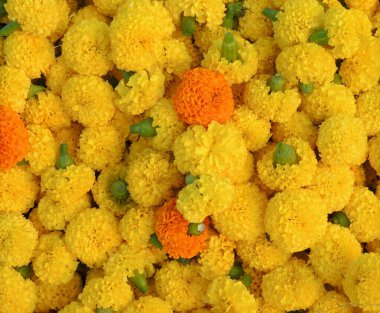 Diwali festivali için kadife çiçeği yığınının yakın çekimi.