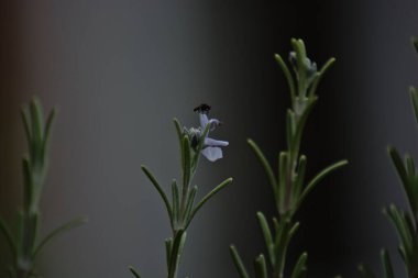 Mor çiçekli, arka planı bulanık bir böceğin yakın plan fotoğrafı.