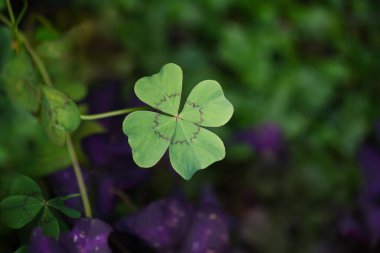 Yapraklar için bir yonca