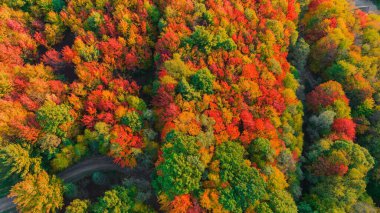 Güneşli bir sonbahar gününde renkli bir ormanın nefes kesici sonbahar manzarası.