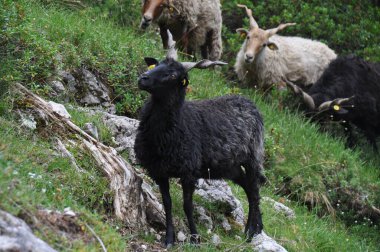Tepedeki yeşil çimlerin üzerinde duran siyah bir Hortobagy Racka Koyununun seçici odak noktası.