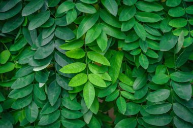 Parlak yeşil yapraklar asma düzeninin yakın plan görüntüsü.