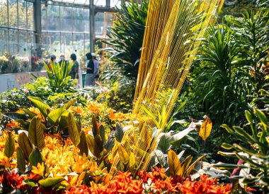Renkli tropik bitkilerle dolu bir botanik bahçesi