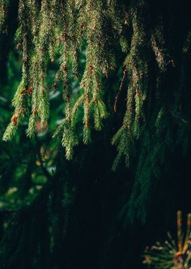 Karanlık bir ormanda çam dallarının dikey görüntüsü.