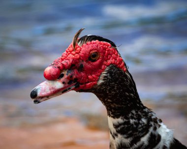 Moskovalı ördeğin yakın çekimi.
