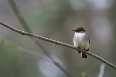 Doğu Phoebe kuşunun yakın plan bir fotoğrafı bulanık bir arkaplanda bir ağaç dalına yerleşmiş.