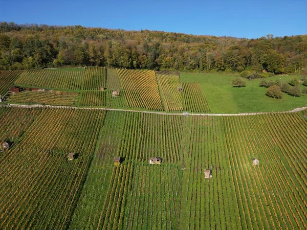 stock image An aerial beautiful view of Vineyard in Weinberg during an autumn