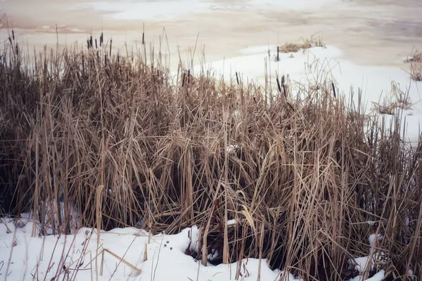 Eine Nahaufnahme Von Trockenem Gras Schnee — Stockfoto