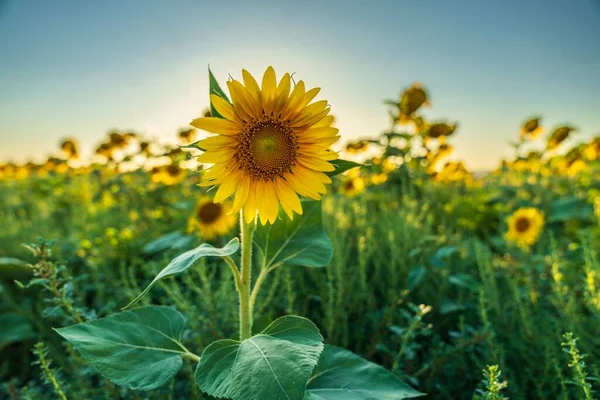 Квітучі Жовті Соняшники Саду — стокове фото