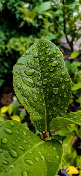Vertical Closeup Gorgeous Bright Green Leaves Covered Huge Raindrops Sunny — Stock Photo, Image