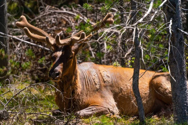 Closeup Shot Huge Moose Laying Forest — Stock Photo, Image