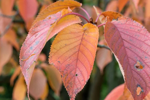 Eine Nahaufnahme Von Herbstblättern Einem Sonnigen Tag — Stockfoto
