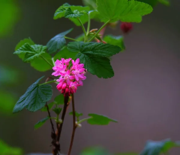 Close Flores Florescendo Ribes Sanguineum — Fotografia de Stock