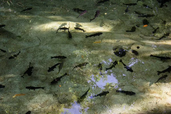 Stock image A high angle shot of small black fish swimming in a clear lake