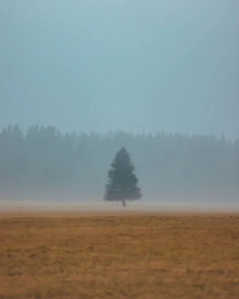 Ένα Κάθετο Αειθαλές Δέντρο Που Στέκεται Μόνο Του Ένα Ομιχλώδες — Φωτογραφία Αρχείου