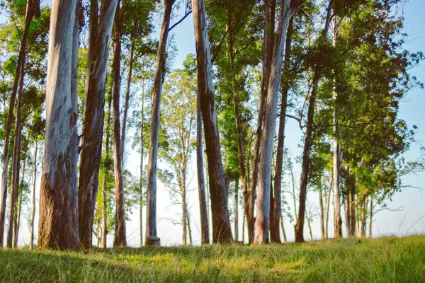 stock image A scenic shot of tall trees in a forest park