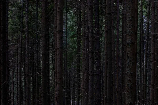 Karanlık Bir Çam Ormanında Görülen Uzun Ağaç Gövdelerinin Manzarası — Stok fotoğraf
