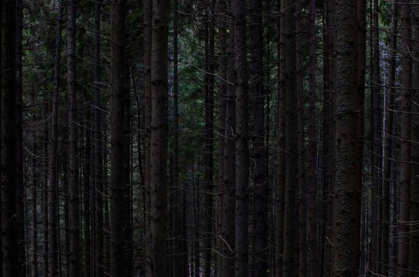 A scenic view of tall tree trunks seen in a dark pine forest