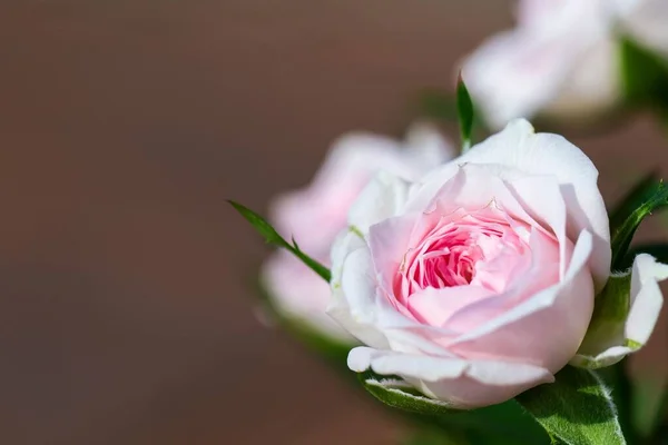 Closeup Selective Focus Bloomed Garden Rose Pink Hue Its Delicate — Stock Photo, Image
