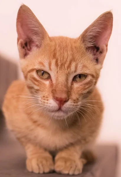 Ένα Κάθετο Κοντινό Πλάνο Μιας Πορτοκαλί Γάτας Που Κάθεται Έναν — Φωτογραφία Αρχείου