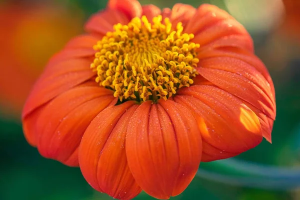 Eine Nahaufnahme Einer Roten Sonnenblume Die Freier Wildbahn Wächst — Stockfoto