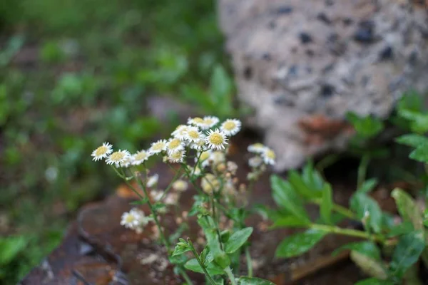 庭のセイジブラシの花のクローズアップショット — ストック写真