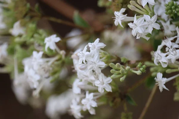 Bahçedeki Güzel Beyaz Pimelea Çiçeklerinin Yakın Çekimi — Stok fotoğraf
