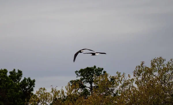 两只秃头鹰 Haliaeetus Leucohead 在树上飞翔 — 图库照片