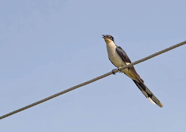 Μια Χαμηλή Γωνία Ενός Pied Cuckoo Καλώντας Από Ένα Σύρμα — Φωτογραφία Αρχείου