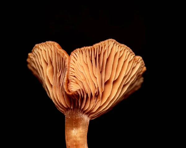 Egy Közeli Felvétel Woodland Gombák Elszigetelt Fekete Háttér — Stock Fotó