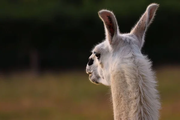 Ein Selektiver Fokus Eines Lamas Auf Einem Feld — Stockfoto