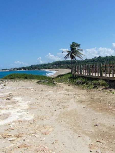 Pionowe Ujęcie Plaży Chodnika Palmy Pod Błękitnym Niebem Słoneczny Dzień — Zdjęcie stockowe