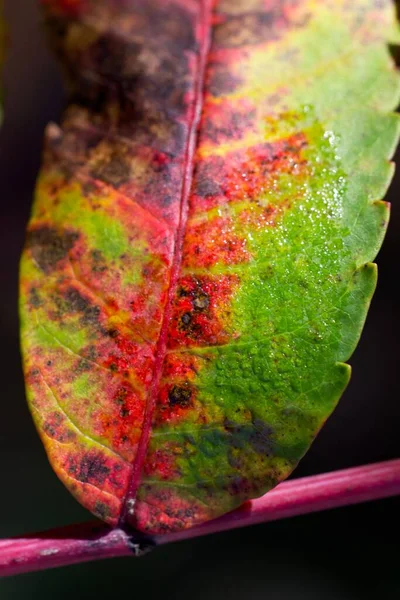 暗い背景に赤と緑の色の葉の閉鎖 — ストック写真