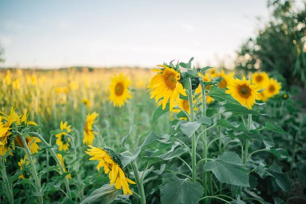 Ein Selektiver Fokus Von Sonnenblumen Auf Einem Feld — Stockfoto